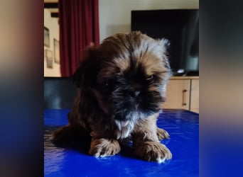 Shih tzu  Welpen