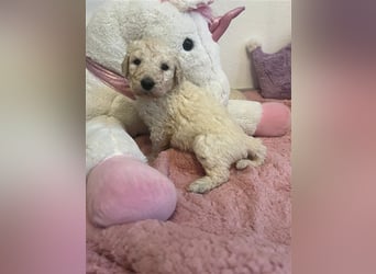 Wunderschöne Goldendoodle Welpen zu verkaufen Abgabe frühestens ab 06.12.24