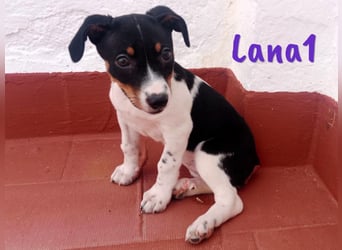 Lana1 geb. 03/2025 (ESP) - verspielte, kleine Bodeguero-Mix Welpin!