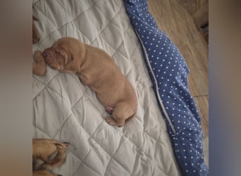 Magyar vizsla mit ahnentafel