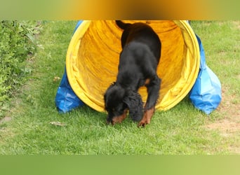2 liebenswerte Gordon Setter aus Liebhaberzucht suchen Kuschelpartner