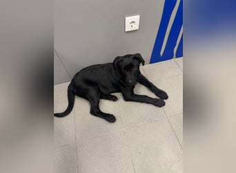 Süßer "Zayco" sucht noch sein Plätzchen