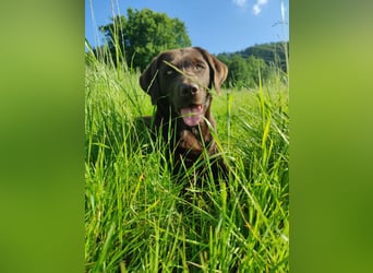 Reinrassige Labradorwelpen (Arbeitslinie)drei schwarze Mädels suchen ein schöne Zuhause