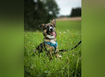 Dietrich sucht ein neues Zuhause !Kein Anfängerhund!