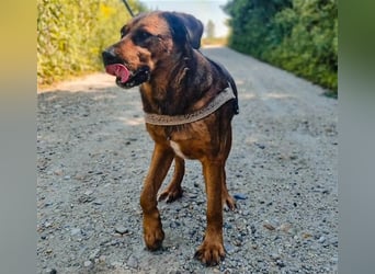 Blueeye Bengie ein starker großer Kerl