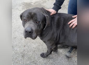Barell, Cane Corso, sucht sein Zuhause