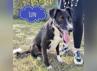 Lun seit 4 Jahren in Tierheim