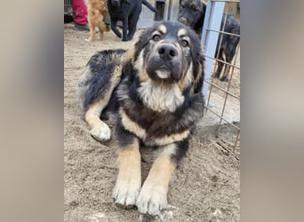 Aramis ❤️ liebevoll aufgeweckter Jungrüde