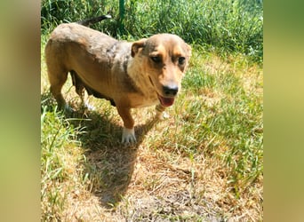 VANISHA sucht ein Zuhause