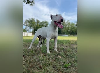 Standard Bullterrier 'Isidor', ausgebildet sucht...