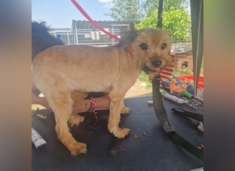 Berit-Bagatel PP – zarte Hundedame sucht ruhiges Zuhause fürs Herz