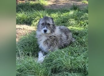 Amy - vorsichtige, schüchterne, ruhige, katzenverträgliche große Hündin / z.Zt. noch in Rumänien