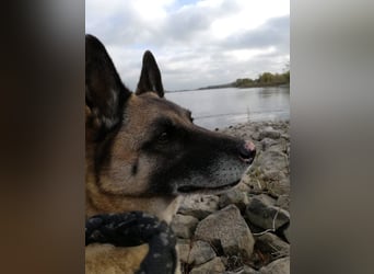 Naala, gut erzogene Schäferhund Mischlingshündin