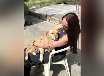 Snoopy - kleiner Sonnenschein mit großem Herzen