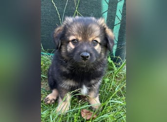 Welpe TEDDY - der kleine Mann freut sich auf sein Für-Immer Zuhause!