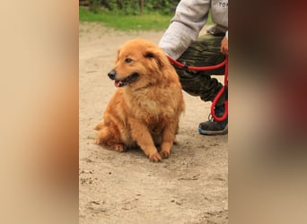 Nymeria LM – kleine Hündin mit großem Herz