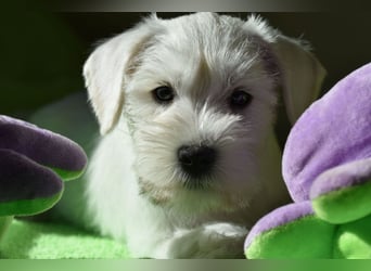 Welpen weiß Zwergschnauzer Rüde