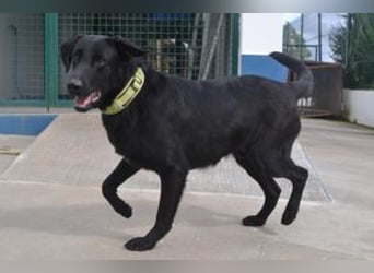Rafa, ein menschenbezogener und sehr lieber Familienhund