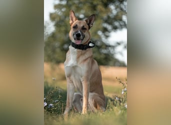 Mica – Abenteurer mit Herz sucht erfahrenes Zuhause