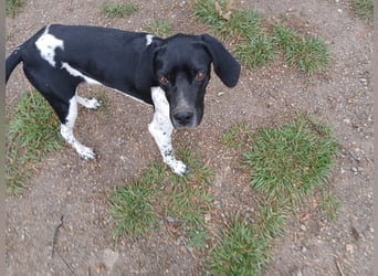 Penni sucht ein Zuhause