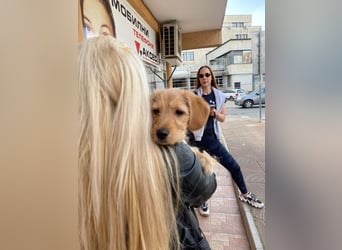 Coco - sucht noch ihr Plätzchen