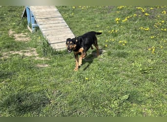 Grinsebacke BRAVEHEART sucht ihre Herzensmenschen