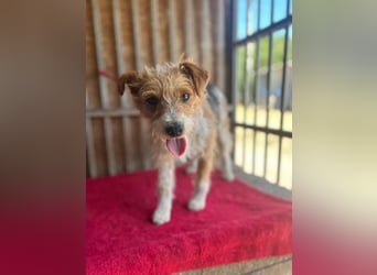 Figo, Foxterrier-Mix, Rüde, geb. am 01.01.2024, 40 cm