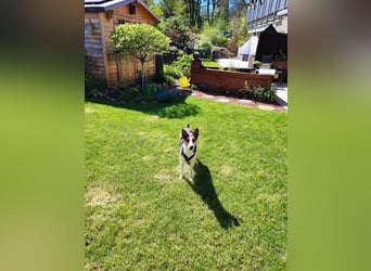 Marie sucht ihren Menschen