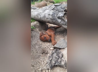 Szczeniaki  Rhodesian Ridgeback/ Pies/Suka Rhodesian Ridgeback/ welpen rhodesian