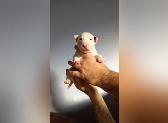 Miniatur Bullterrrier Welpe Hündin