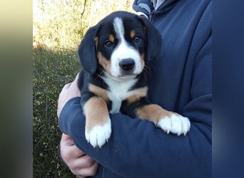 Entlebucher Sennenhund-Welpen "vom Zwergenstübchen" mit Ahnentafel