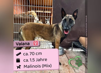 Vaiana