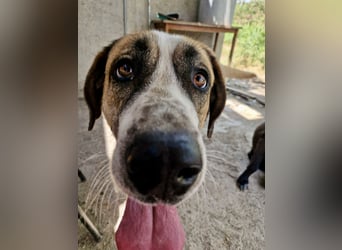 Ruhiger und gelassener Junghund WILLY (2 Jahre) sucht eine Familie