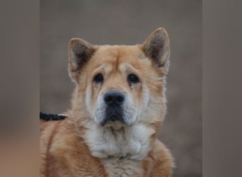 *RESERVIERT**-Kleine Knautschnase „Leon“ (Sharpei-Mix), ca. 13 Jahre alt, gut verträglich, sehr lieb