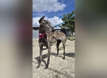 Guapina, möchte endlich ein Zuhause