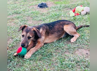 Tango, 7 Monate, 36cm sucht ihre Chance
