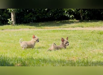 Chihuahua Welpen reinrassig Rüde Mai2025