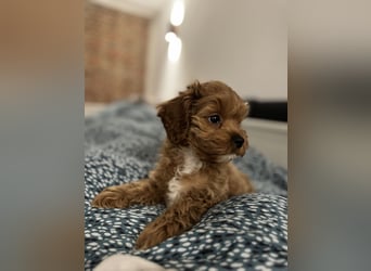 Cockapoo. F1 American Wurfankündigung Mai 2025