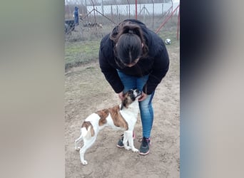 Vilma- süße Maus sucht ein Zuhause für immer