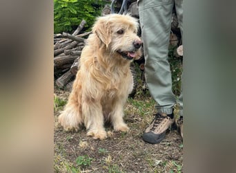 Buddy, geboren 01.04.2024, 50cm sucht seine Menschen