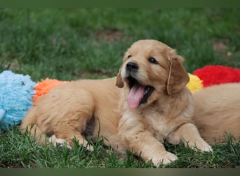 Golden Retriever Welpen vom Thüringer Wald
