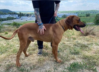 Beethoven, Rhodesian Ridgeback