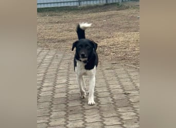 Domino, 1,5 Jahre, 38cm, wünscht sich ein eigenes Körbchen