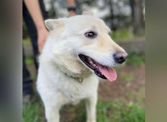 Snowy, Spitz-Mischling