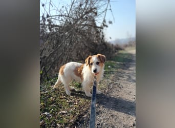 Tiffany, kleines Hundemädchen sucht eine Familie