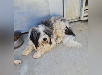 Jovi - -HAT INTERESSENTEN - ängstlicher kleiner Kerl sucht seine Familie