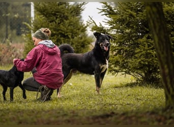 MEMO - der noch etwas schüchterne, aber zugängliche Rüde sucht eine hundeerfahrene Familie
