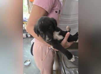Reacher - tapferer Hundejunge
