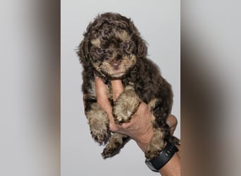 ZWERGPUDEL / TOY 2 männlich braun tan 1 schwarzes Mädchen 1 black tan Mädchen
