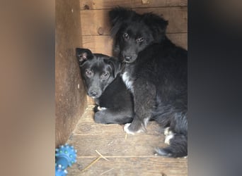 Lola LM – Sanfte Junghündin sucht geduldige Menschen mit Herz